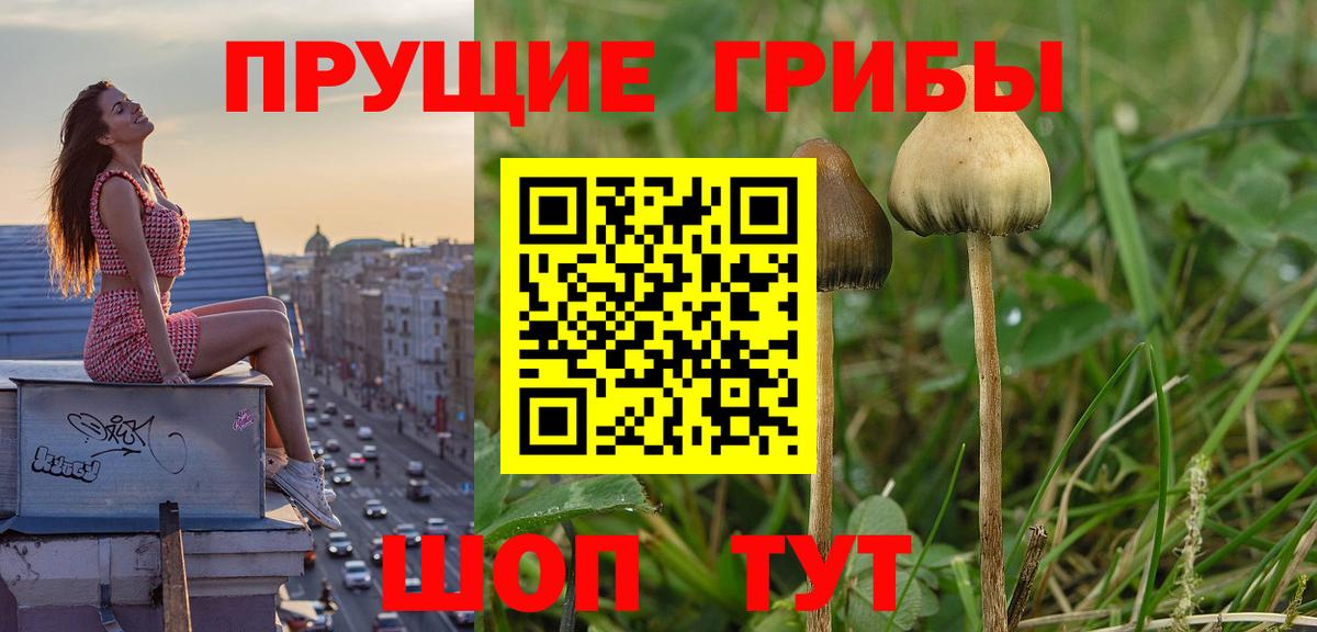 Псилоцибиновые грибы Psilocybe  Псилоцибиновые грибы Psilocybine cubensis  Вход с VPN  Кингисепп 